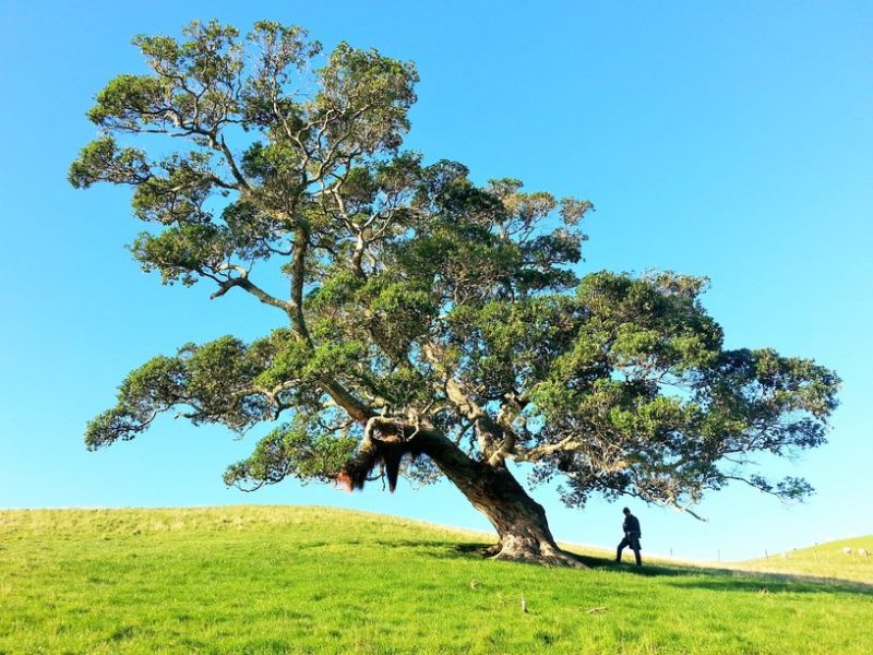 rsz_tree